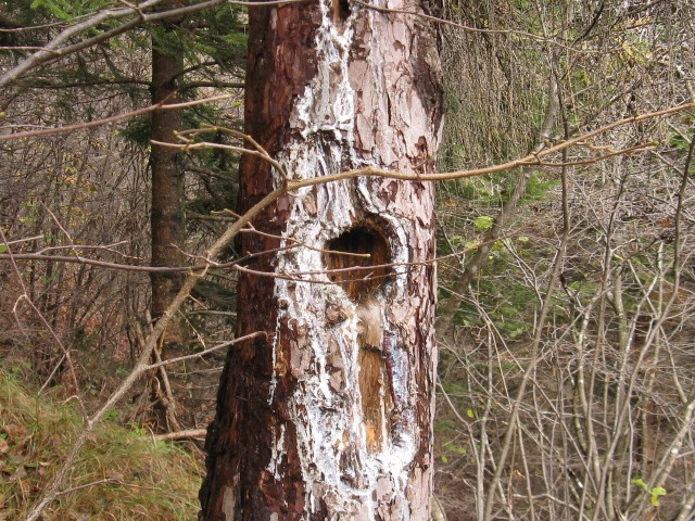 buchi su albero